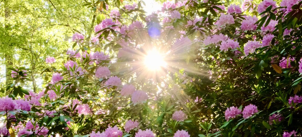 blomster